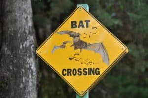 Building Wildlife-friendly Roads and Railways