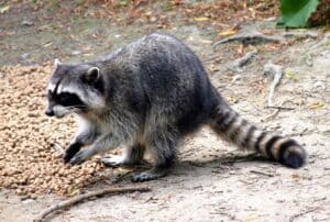 CBRM Calls for Help to Control Nuisance Raccoons