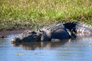 Crocodiles Can Keep Watch While Asleep