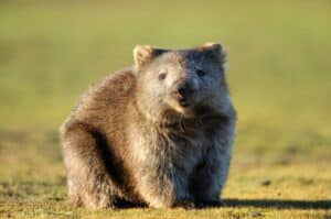 Fascinating Facts About Wombats
