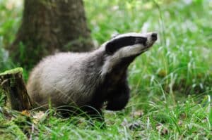 Fun Facts About Badgers