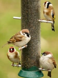 How to Keep Squirrels Out of Your Bird Feeders