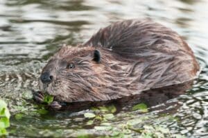 Interesting Facts About Beavers