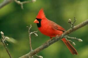 Interesting Facts About Northern Cardinal