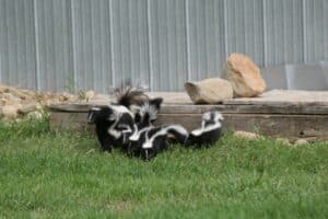 Interesting Facts About Skunks