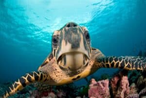Interesting Facts You Should Know About Turtles