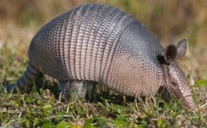 Known Facts About Armadillos