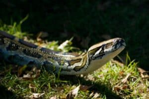 Dramatic Lighting Boa Constrictor