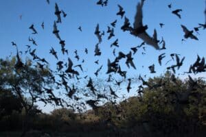 Myths and Facts About Bats