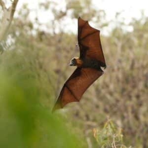 Things You May Not Know About Bats