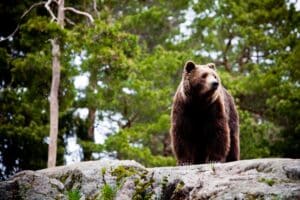 Things You Ought to Know About Bears