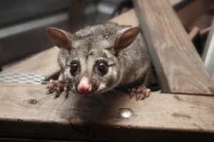 Humane Removal Methods Encouraged by Wildlife Center
