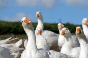 Proposed Geese Removal Solutions in Tennessee