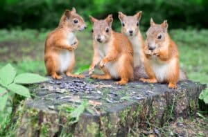 iStock_000039381040_Small