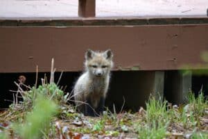 Ways to Handle Nuisance Wildlife