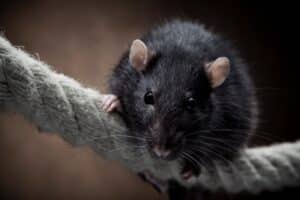 Rat