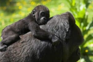 Fascinating Facts About Baby Gorillas