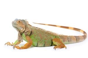 Fun and Cool Facts About Iguanas