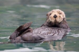 Interesting Facts About Sea Otters