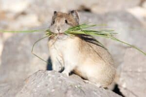 Interesting Facts You Might Not Know About American Pika