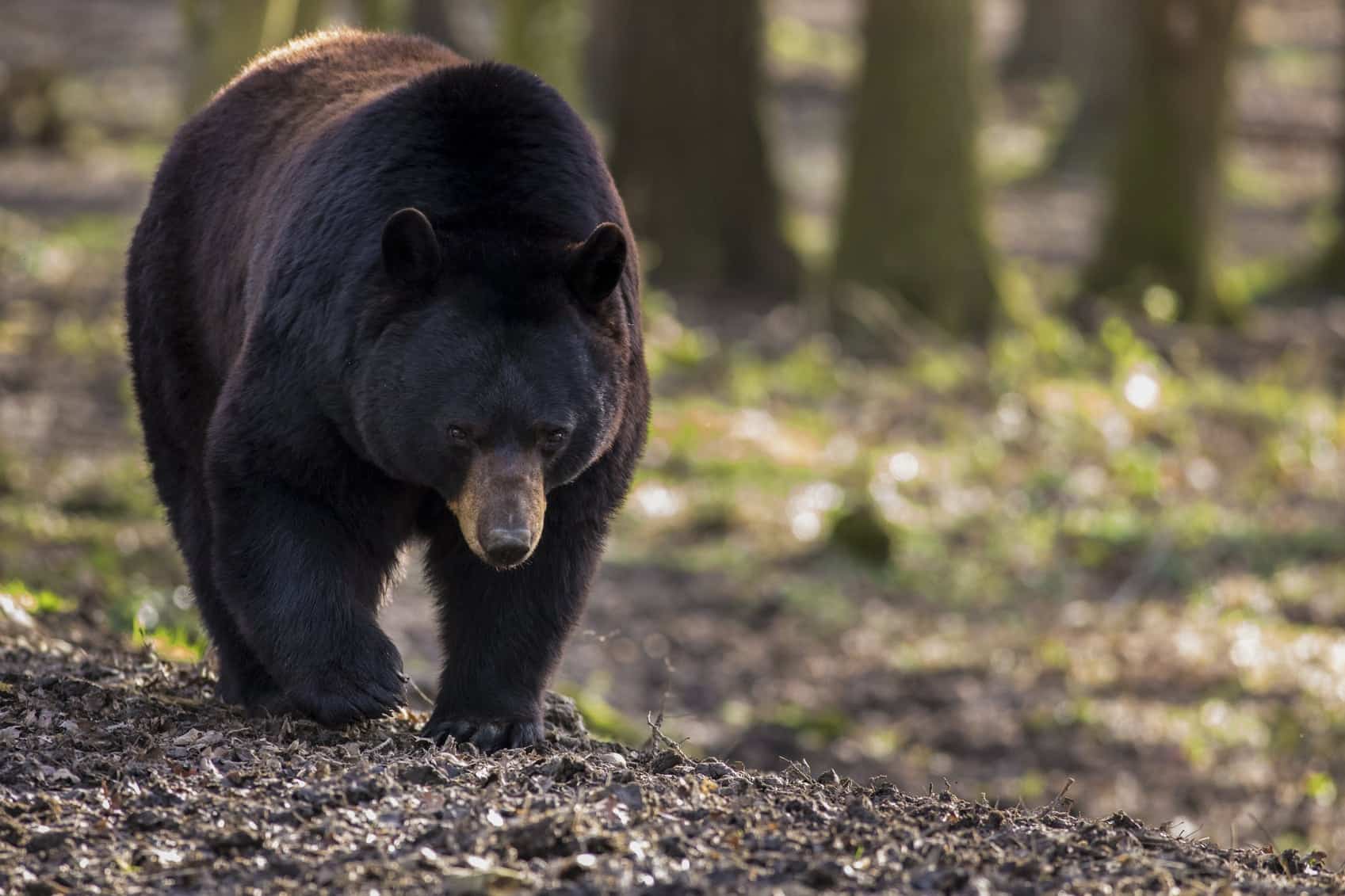 A wild black bear