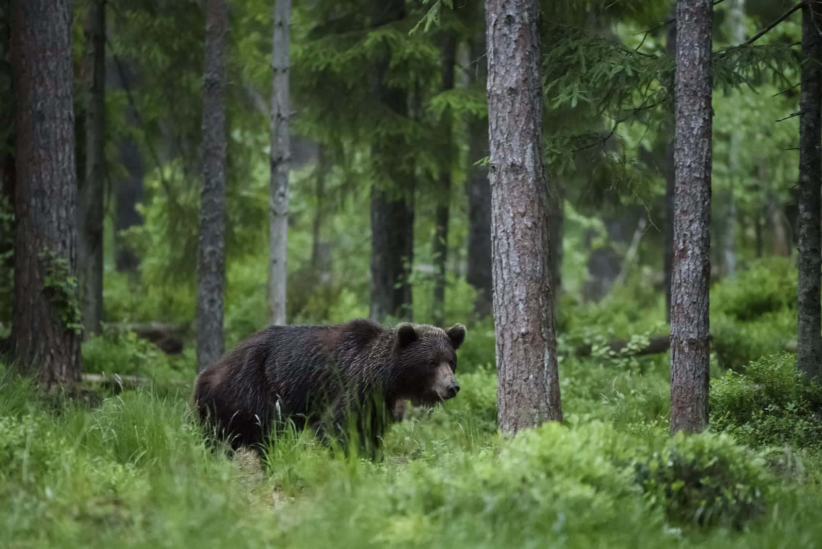 Bear in forest