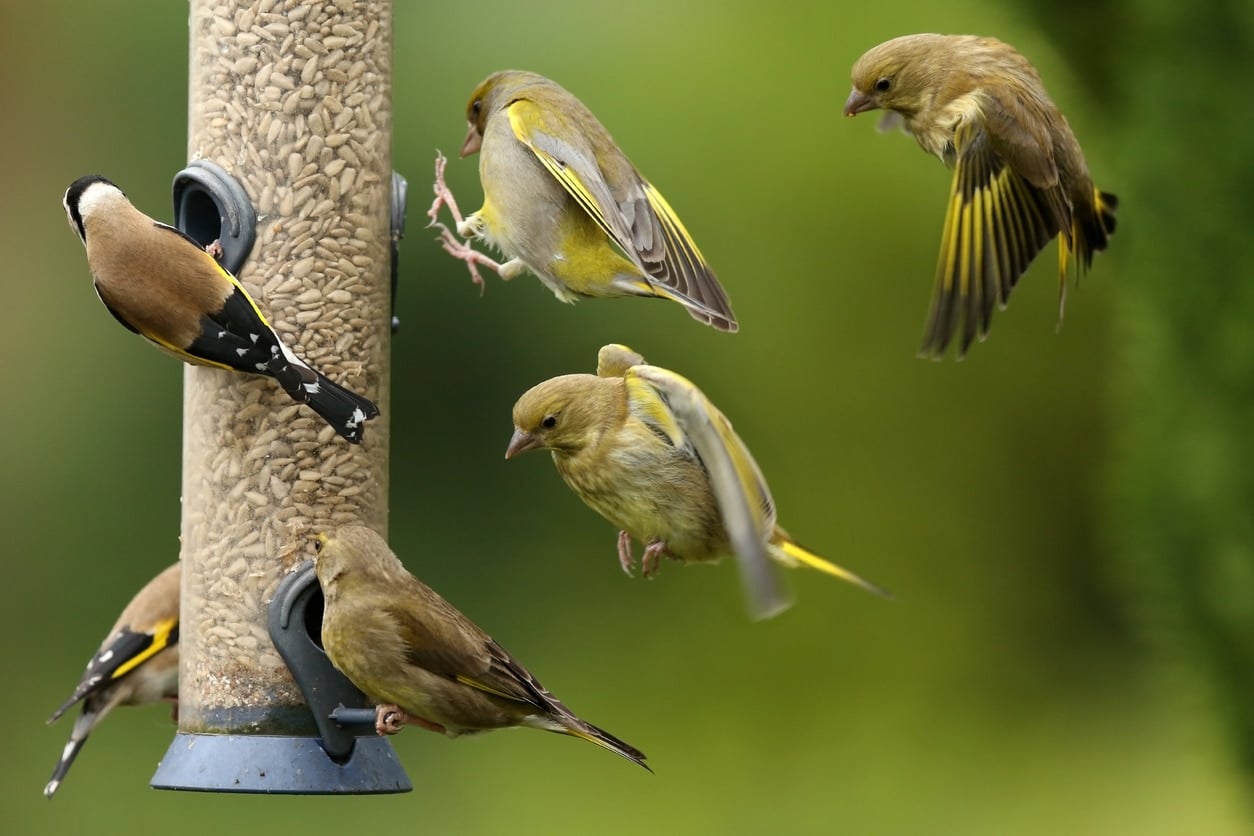 Busy Bird Feeder