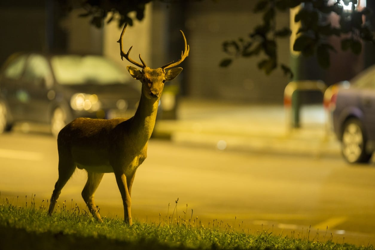 Urban fallow deer - Dama dama
