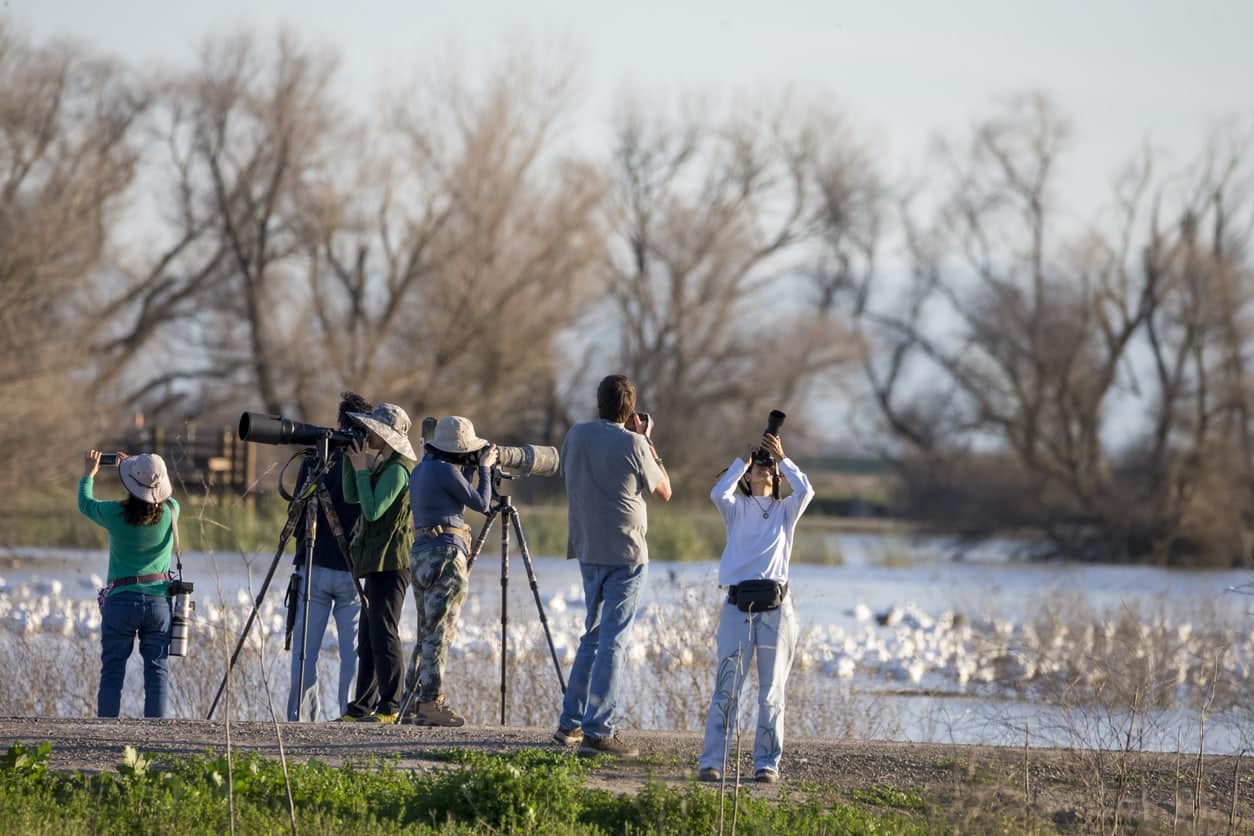Photographers and Tourists at Merced National Wildlife Refuge, California