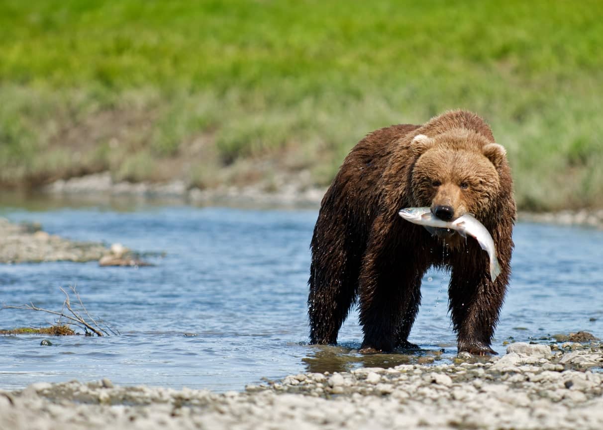 Alaskan Brown Bear with Sockeye Salmon