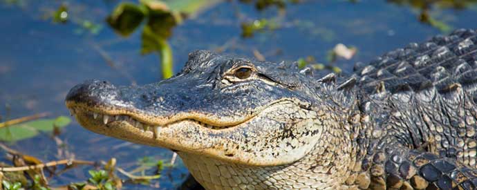 Southeastern Alligator