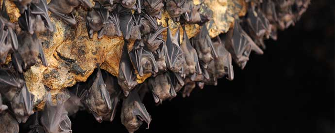 Bats in Attic