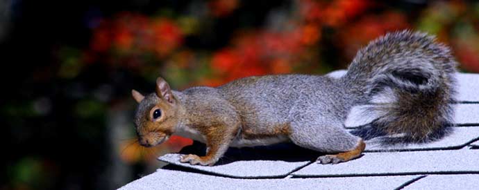 Squirrel Removal Services