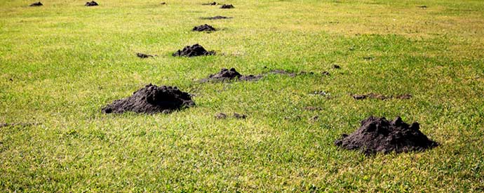 Humane Mole Control and Removal Techniques