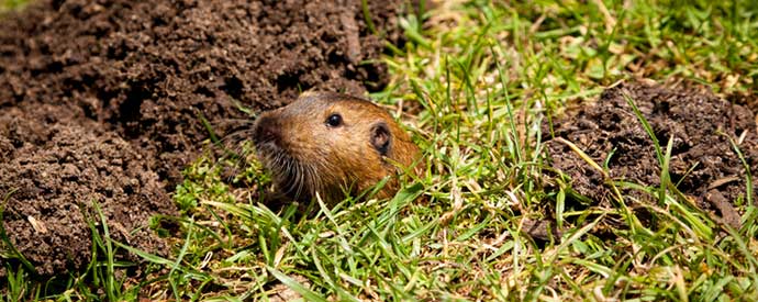 5 Diseases Carried By Gophers