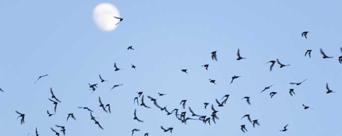 Bats Found in South Carolina
