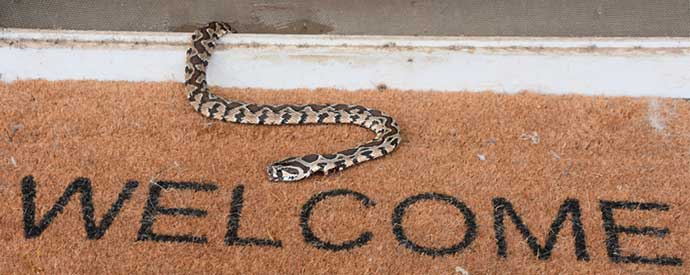 Snake Information