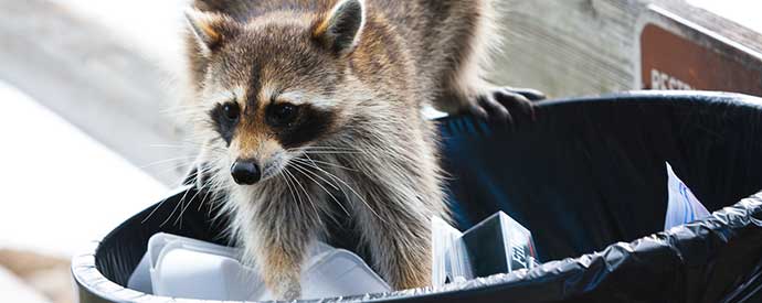 Raccoon Removal Services