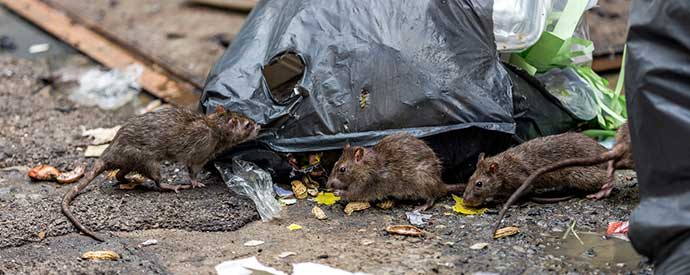 Rat Removal Services