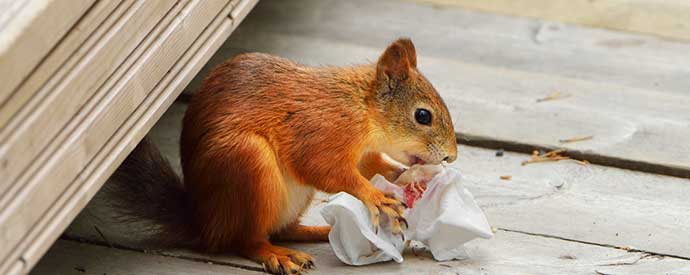 Squirrel Removal South Carolina