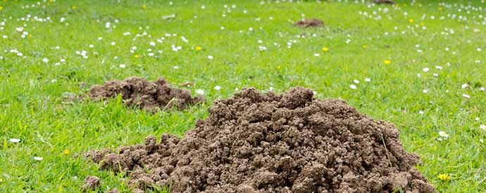 Mole Removal Services in South and North Carolina