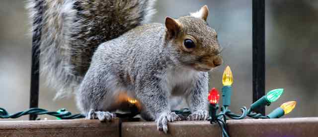 keeping animals from outdoor christmas decor