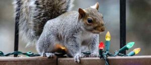 keeping animals from outdoor christmas decor
