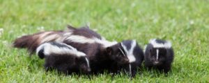 Eliminating Skunk Odor