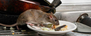 Health Risks Of Rat Infestations