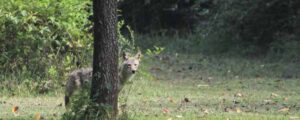 Wild Animal Lurking Near Business