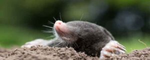Mole On Molehill