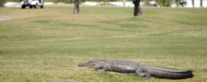 Summer Wildlife Issues In South Carolina-