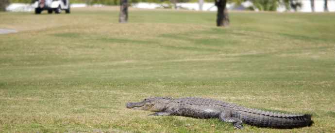 Summer Wildlife Issues In South Carolina-