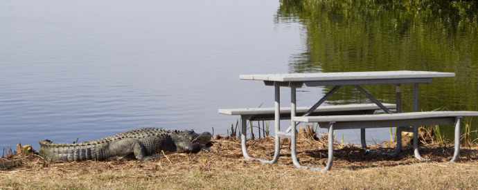 Alligator Near Picnic Area